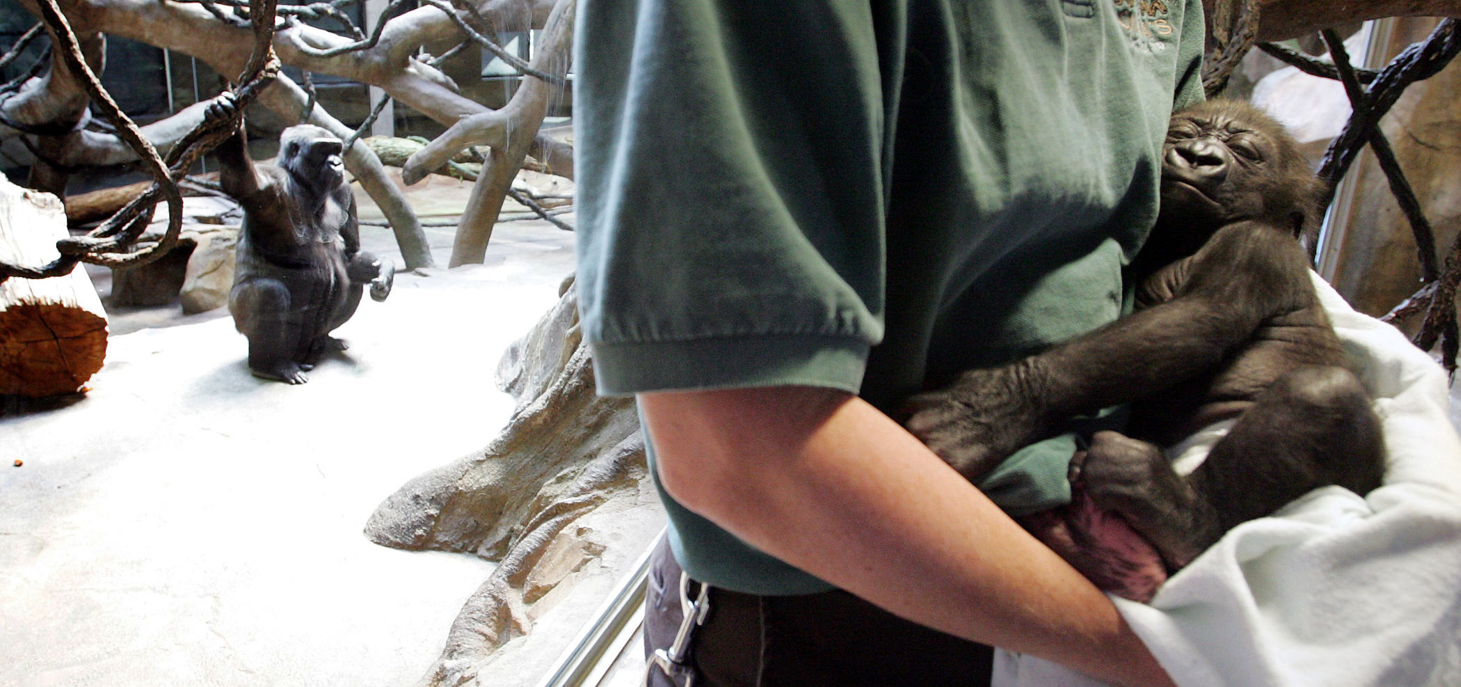 zoo babies